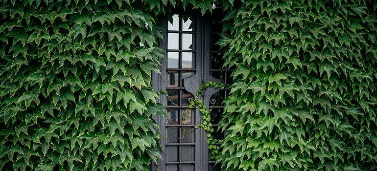 Garden Gate Repair in San Bruno, CA